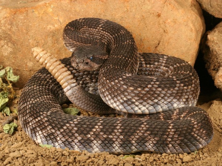 Crotalus Viridis Helleri Shutterstock 254657497