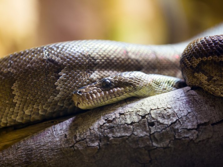 Cuban Boa Constrictor Shutterstock 313766744