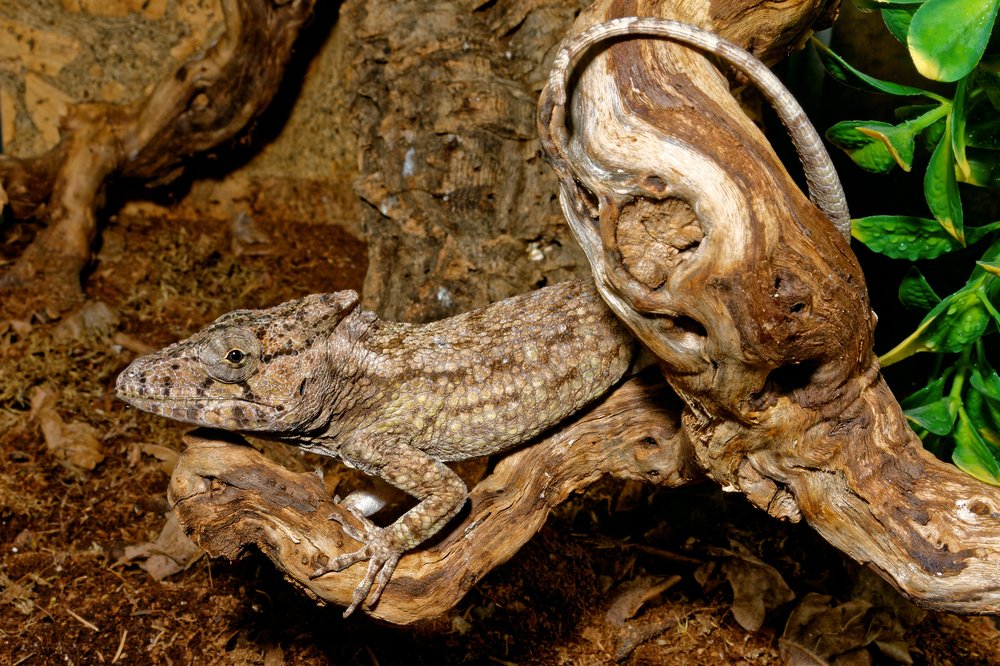 Cubanfalsechameleon Shutterstock 361478414