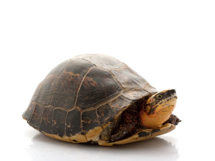 Cuora Galbinifrons Shutterstock 33140698