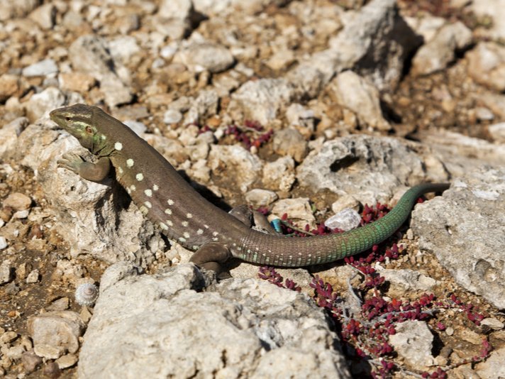Curacao Whiptail Lizard Shutterstock 243451207