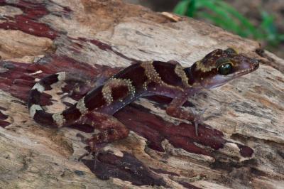 Cyrtodactylus Phnomchiensis