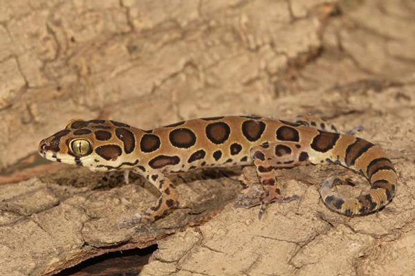 Cyrtodactylus Varadgirii600