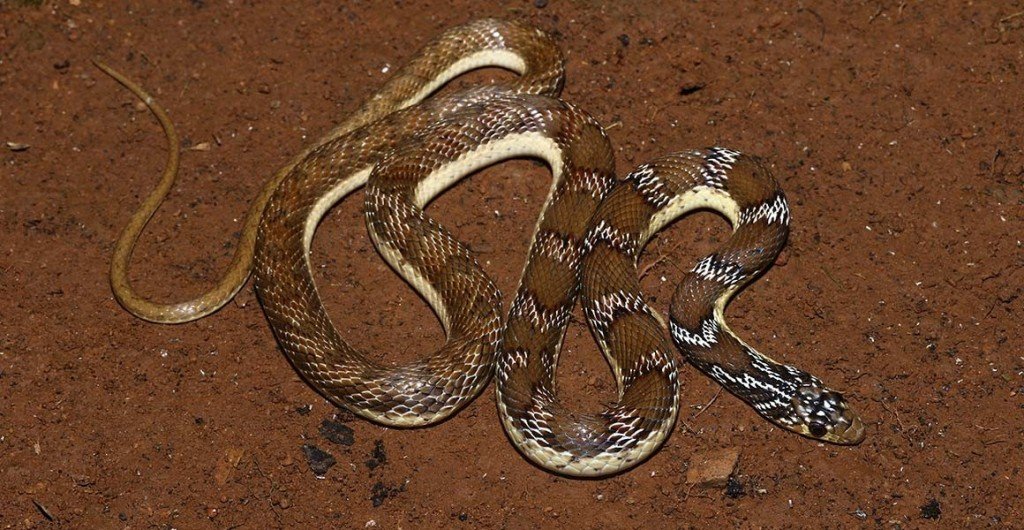 The New Species Has Been Named Josephs Racer Platyceps Josephi After A Late Colleague Of The Researchers Surya Narayanan
