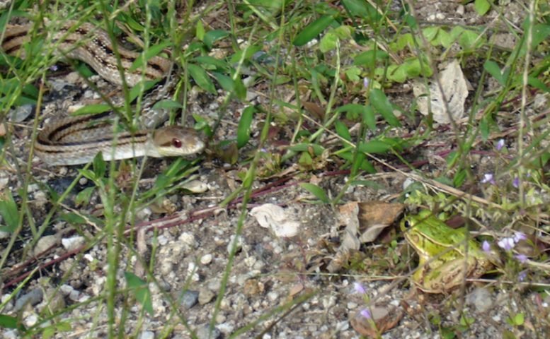 Dark Spotted Frog Japanese Striped Snake