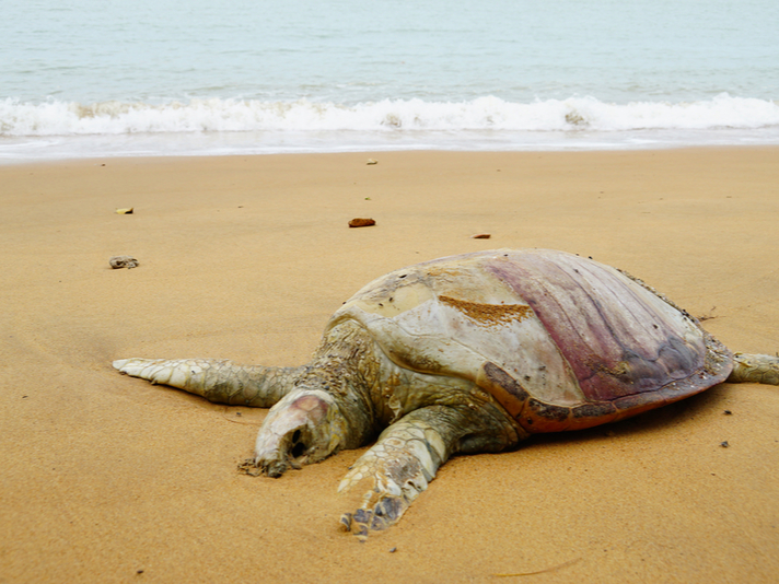 Dead Sea Turtle Shutterstock 549654400
