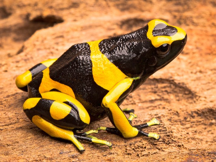 Dendrobates Leucomelas Shutterstock 280488080
