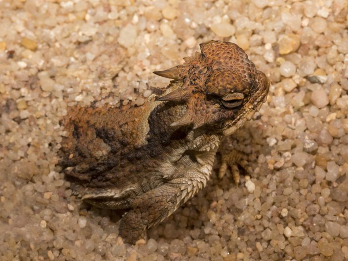 Desert Horned Lizard Shutterstock 762722770