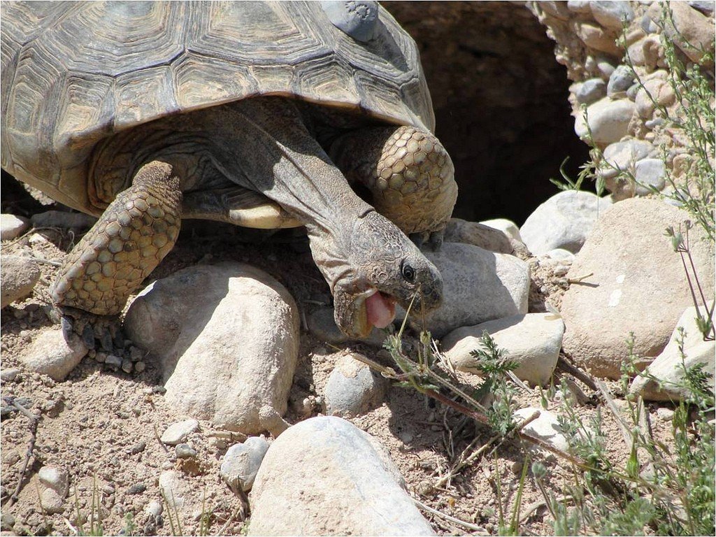 Sonoran Desert Tortoise Photo U.s. Fish And Wildlife Service Roy Averill Murray With Fws 1024x768 1