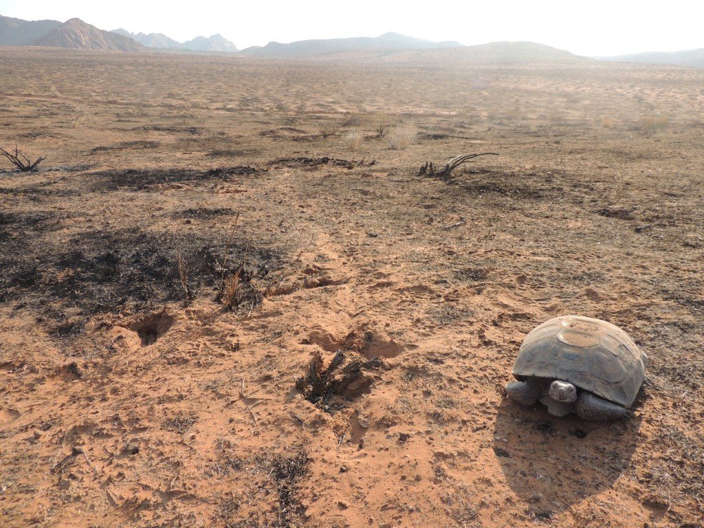 Desert Tortoise Wildfire Survivor