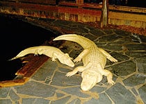 Destinations Alligator Adventure