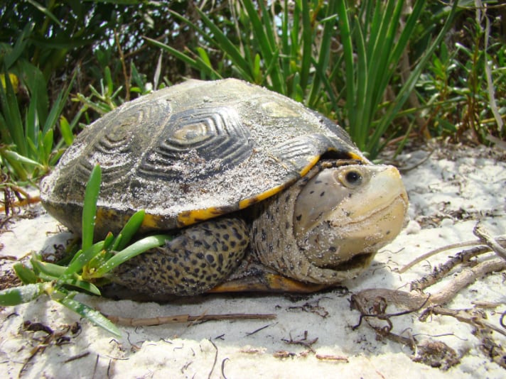 Diamondback Terrapin By George L Heinrich Fpwc
