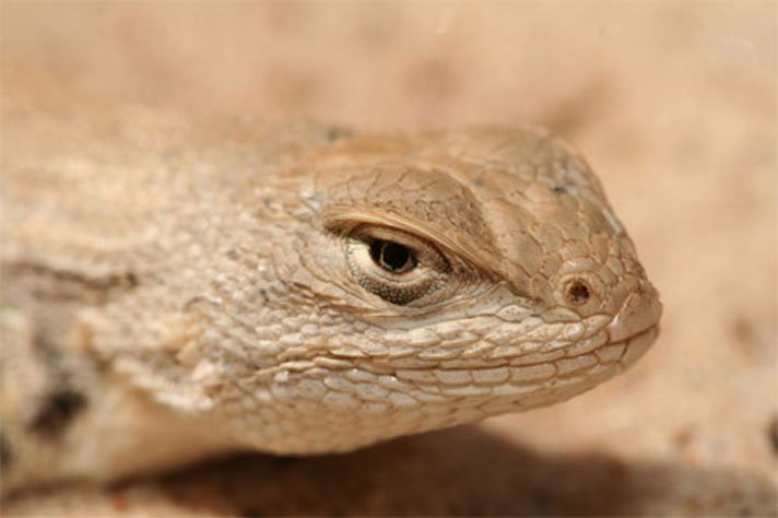 Dunes Sagebrush Lizard 712