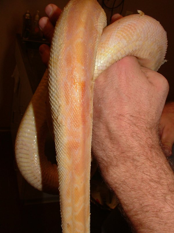 ball python