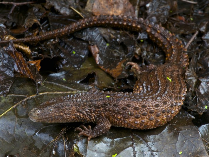 Earless Monitor Lizard Shutterstock 214939192