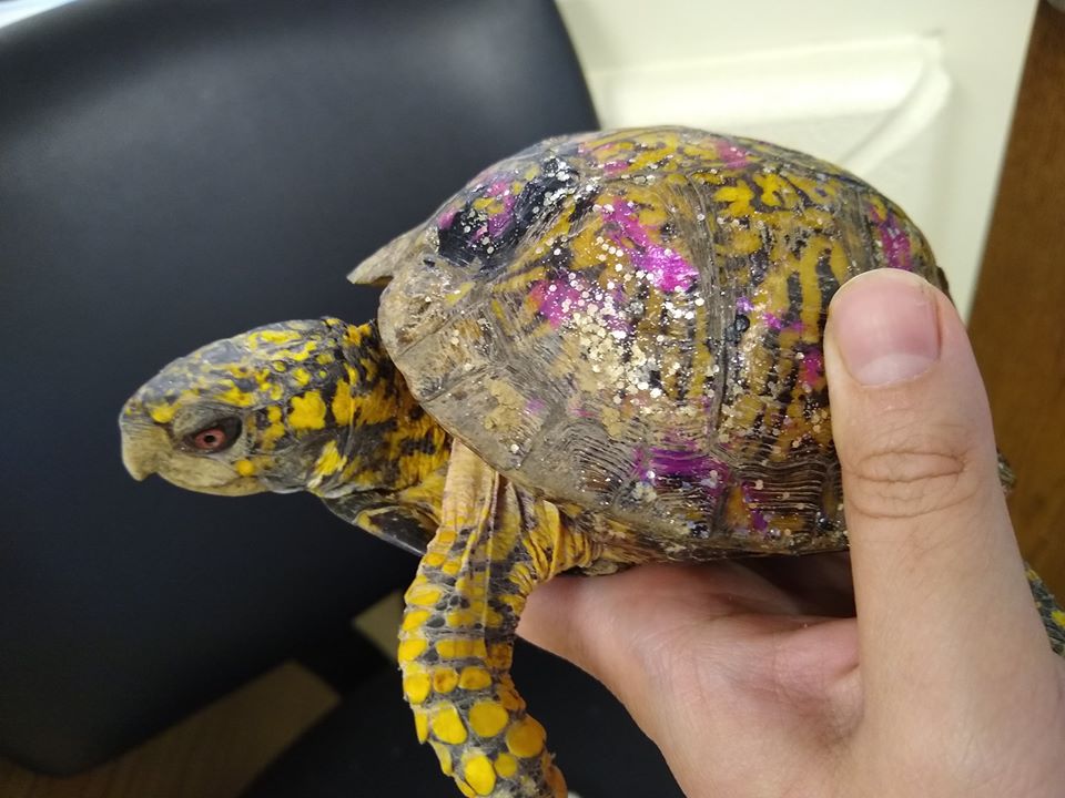 Eastern Box Turtle Painted With Nail Polish