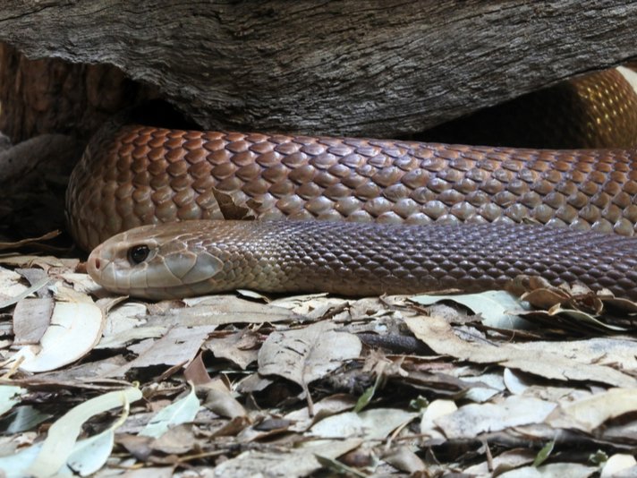 Eastern Brown Snake Shutterstock 509601340
