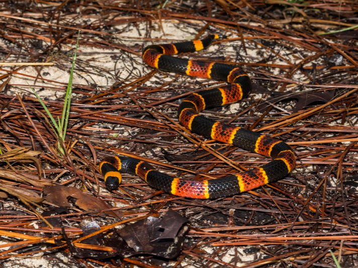 Eastern Coral Snake Shutterstock 617480474
