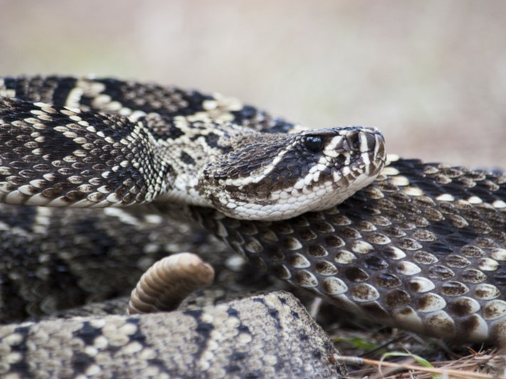 Eastern Diamondback Rattlesnake Shutterstock 557688154
