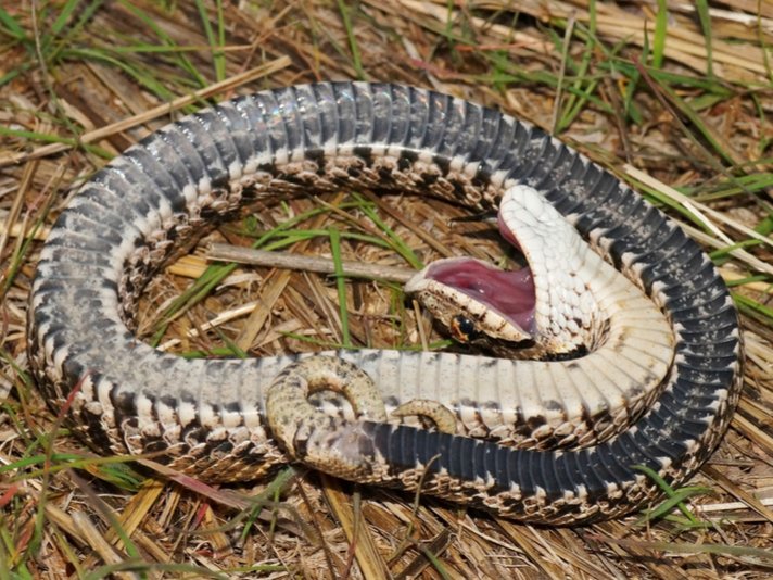 Eastern Hognose Snake Shutterstock 218079169