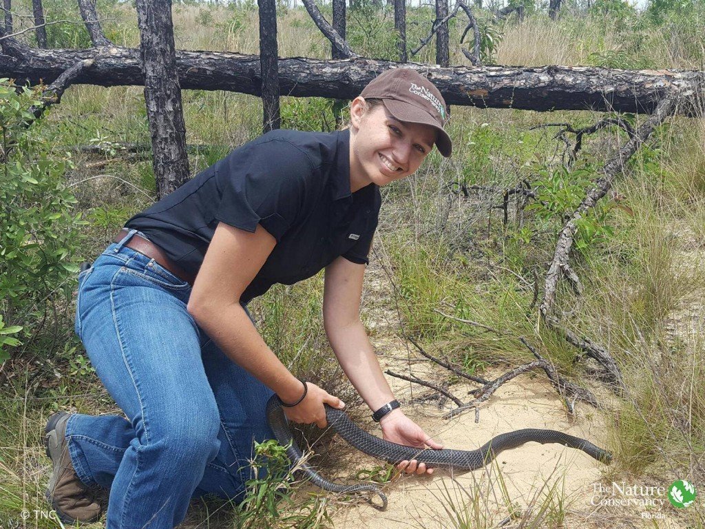 Eastern Indigo Snake Nature Conservancy