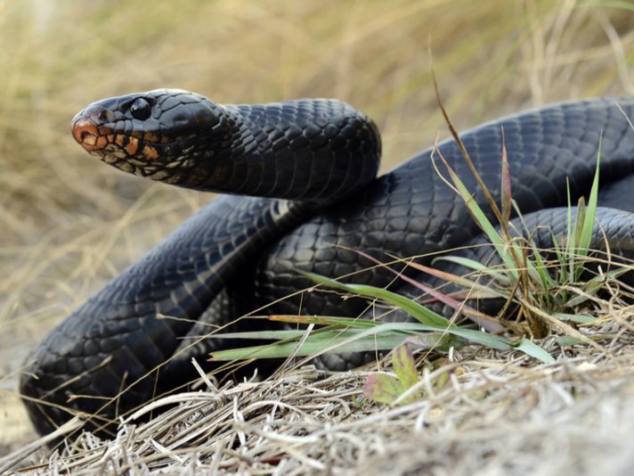 Eastern Indigo Snake Shutterstock 129768608