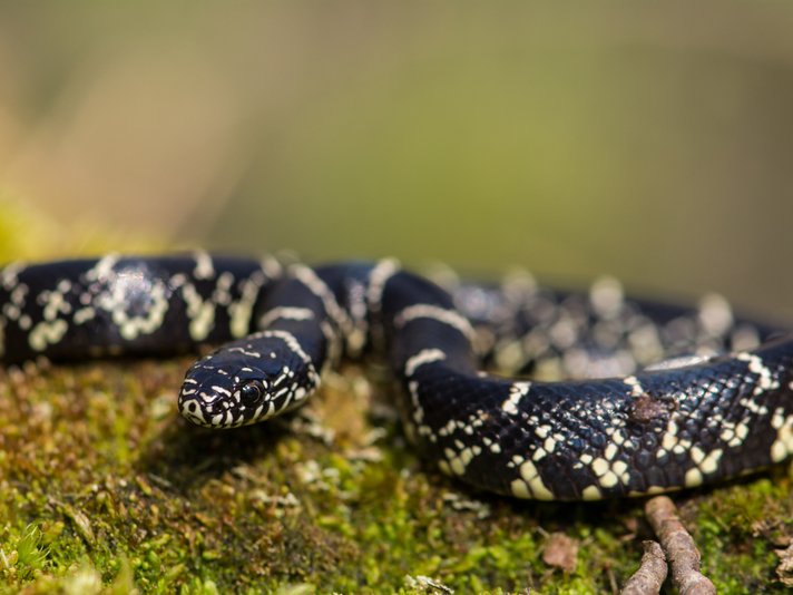Eastern Kingsnake Shutterstock 271184582