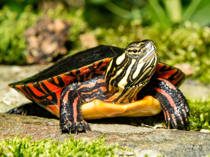 Eastern Painted Turtle Shutterstock 706658341
