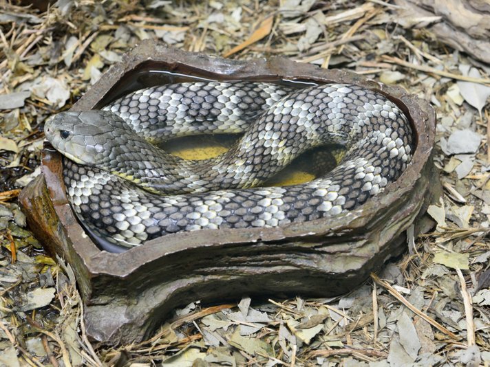 Eastern Tiger Snake Shutterstock 1025219683