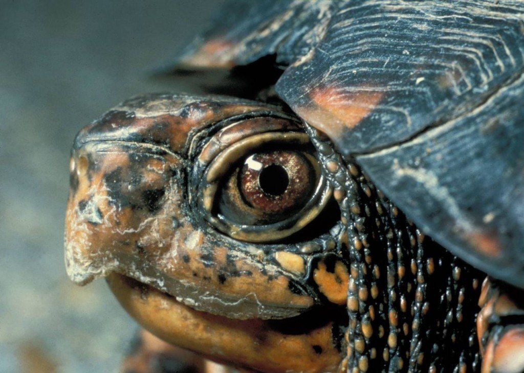 Eastern Box Turtle Head Nps Fpwc