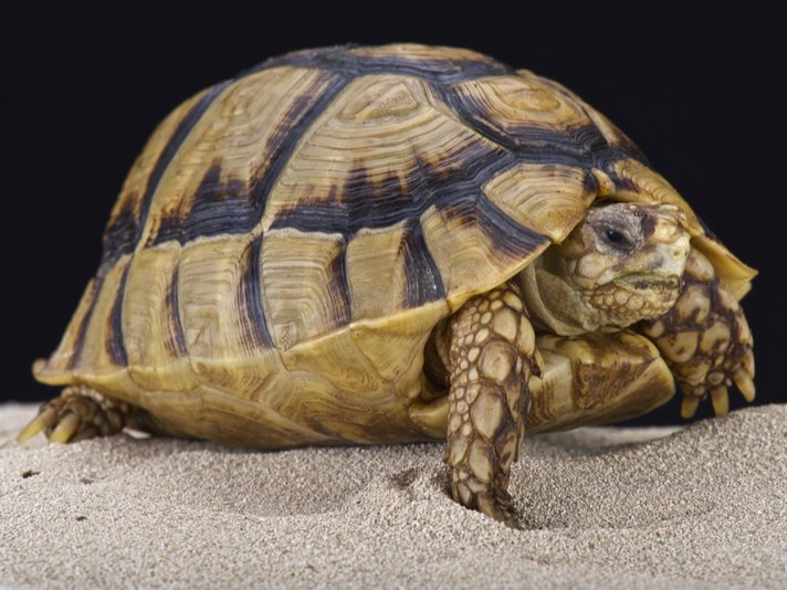 Egyptian Tortoise Shutterstock 319115906