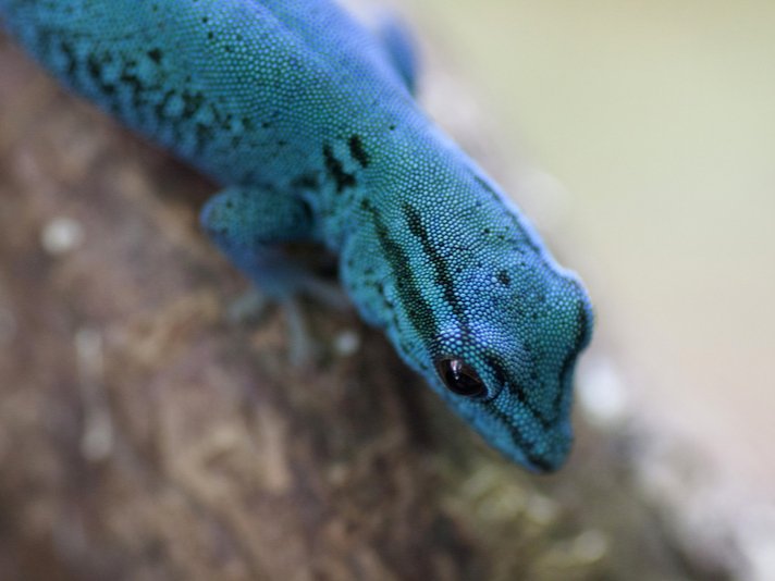 Electric Blue Gecko Shutterstock 702044893