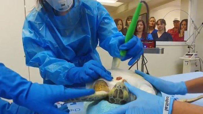 Electrochemotherapy Treatment On Turtle