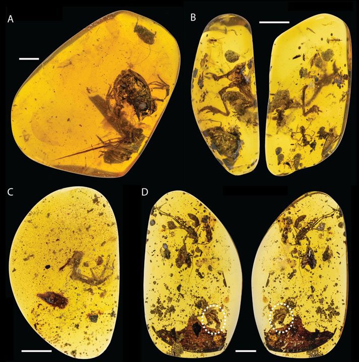 Electrorana Limoae Fossil Images
