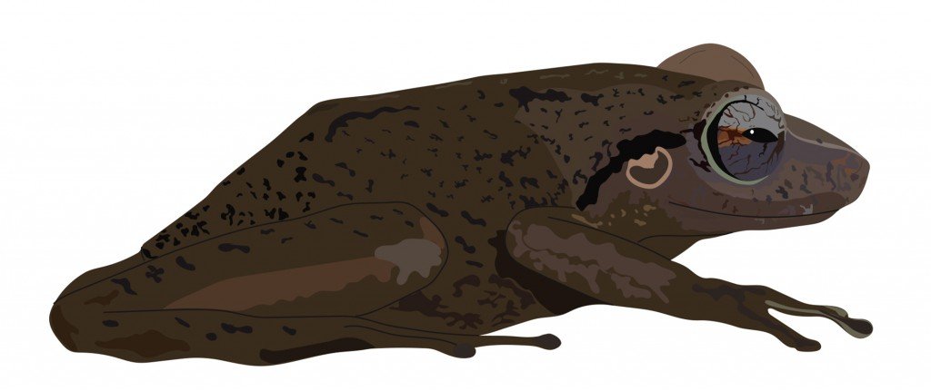 Eleutherodactylus