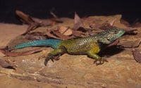 Emerald Spiny Liz Sceloporu