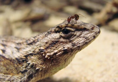 Fence Lizard Langkilde Lab