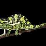 Flap Necked Chameleon Shutterstock 349688243