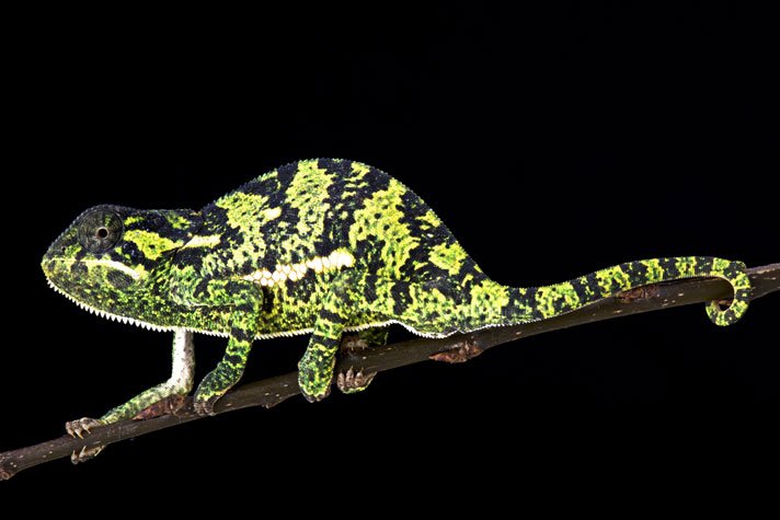 Flap Necked Chameleon Shutterstock 349688243