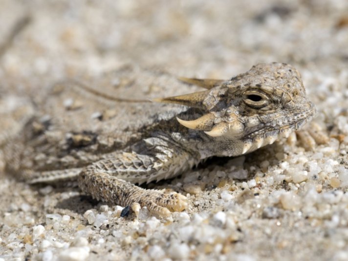 Flat Tailed Horned Lizard Shutterstock 77929435