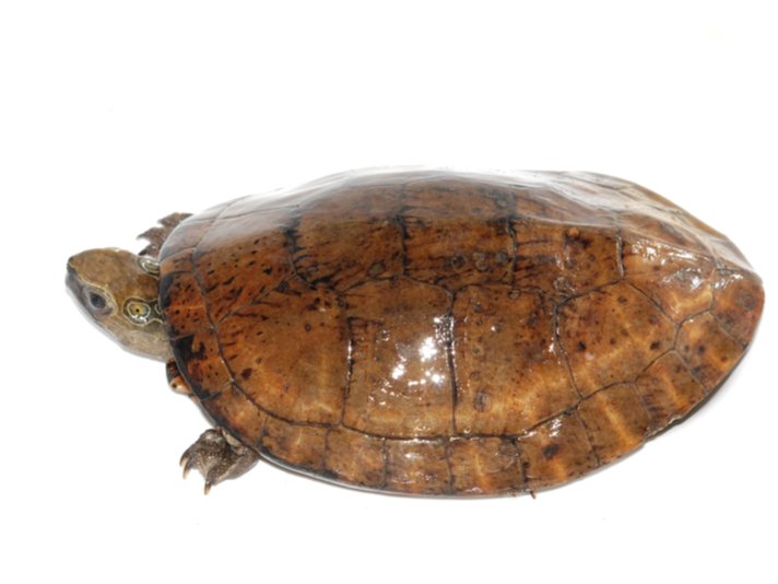 Four Eyed Turtle Shutterstock 52974664