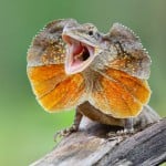 Frilled Lizard Shutterstock 739998265
