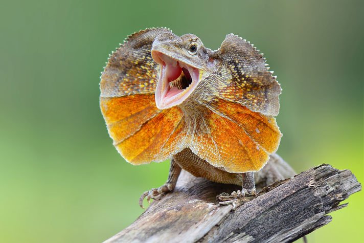 Frilled Lizard Shutterstock 739998265