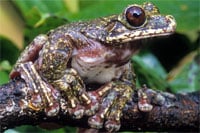 Fringe Limbed Treefrog 200