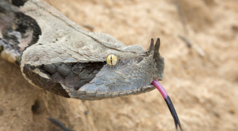 Gaboon Viper Shutterstock188538911 72