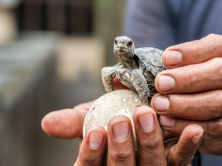 galapagos tortoise hatchling