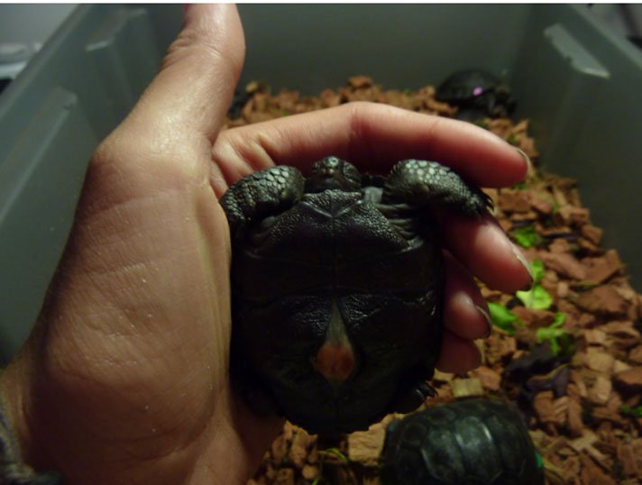Galapagos Tortoise Hatchling