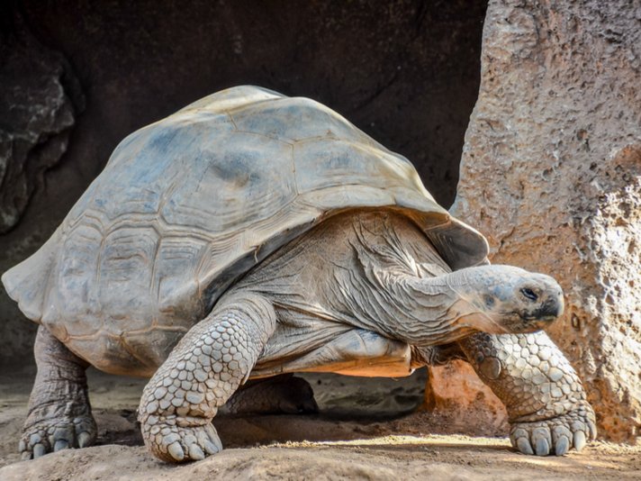 Galapagos Tortoise Shutterstock 268136696