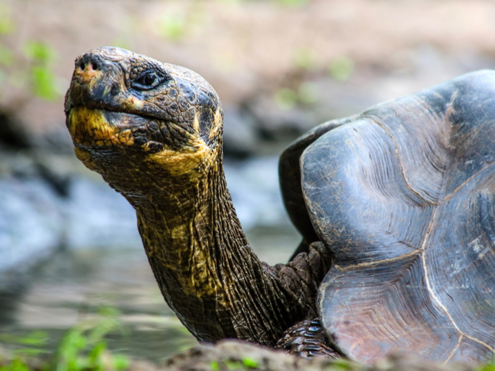 Galapagos Tortoise Shutterstock 393005377