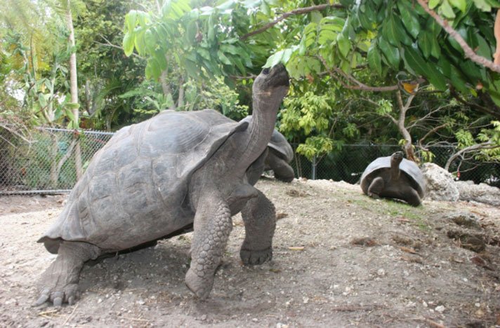 Galapagos Tortoise Three Jays